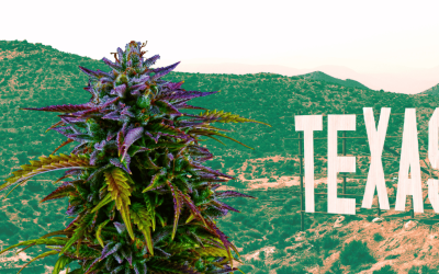 Understanding Texas Marijuana Laws