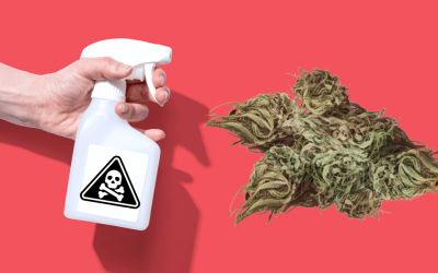 What Is Synthetic Marijuana?