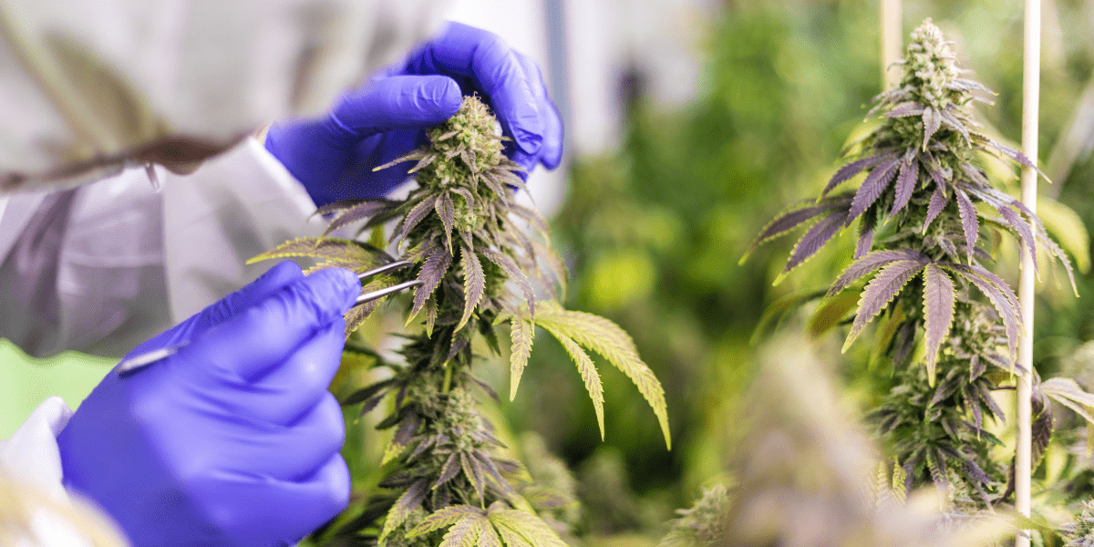 marijuana strains