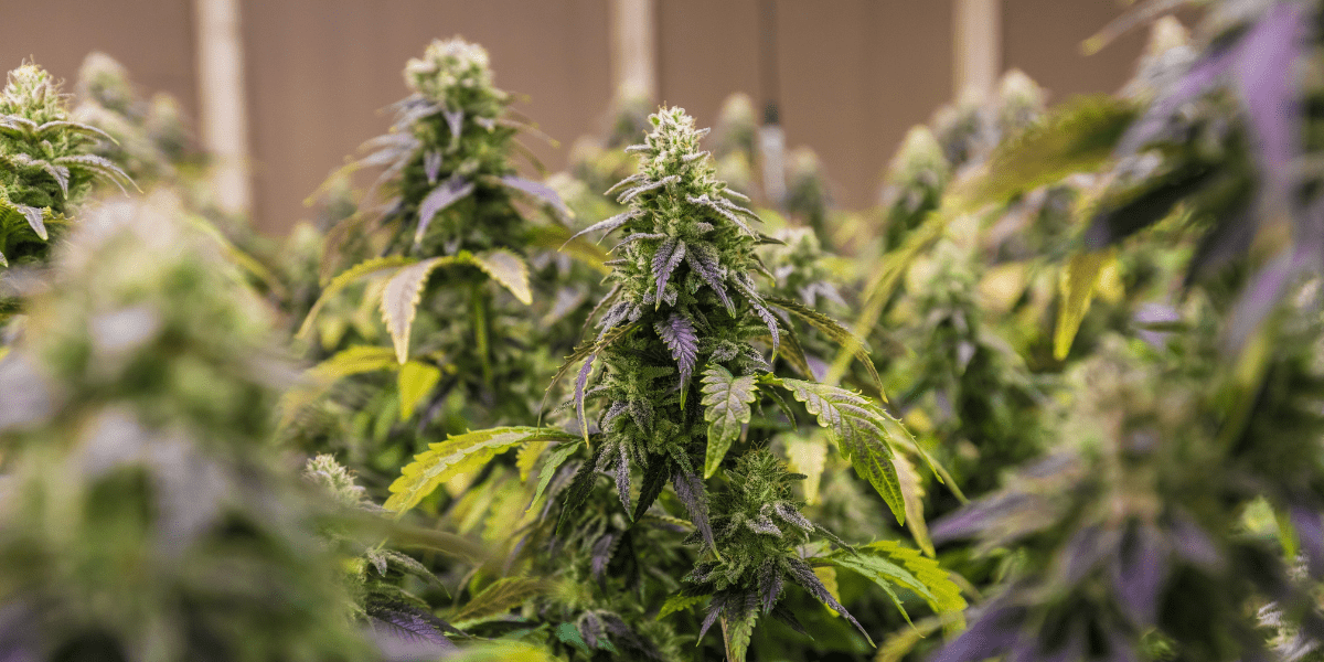 medical marijuana doctor near me