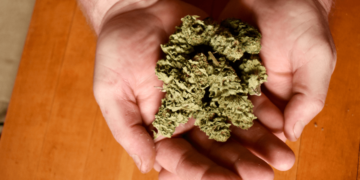 dried cannabis