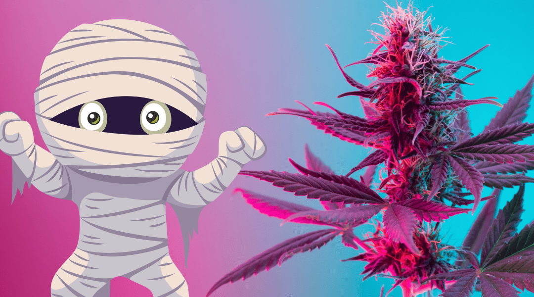 How to Rehydrate Mummified Marijuana