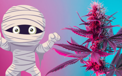 How to Rehydrate Mummified Marijuana