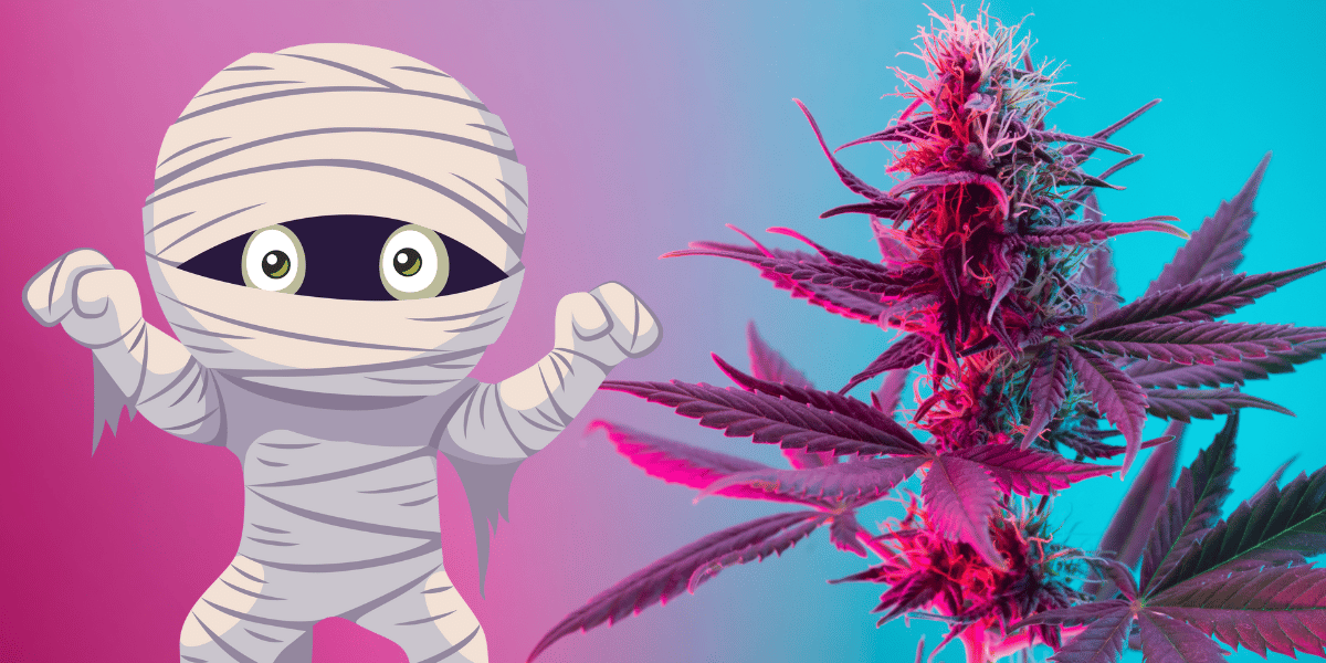 How to Rehydrate Mummified Marijuana