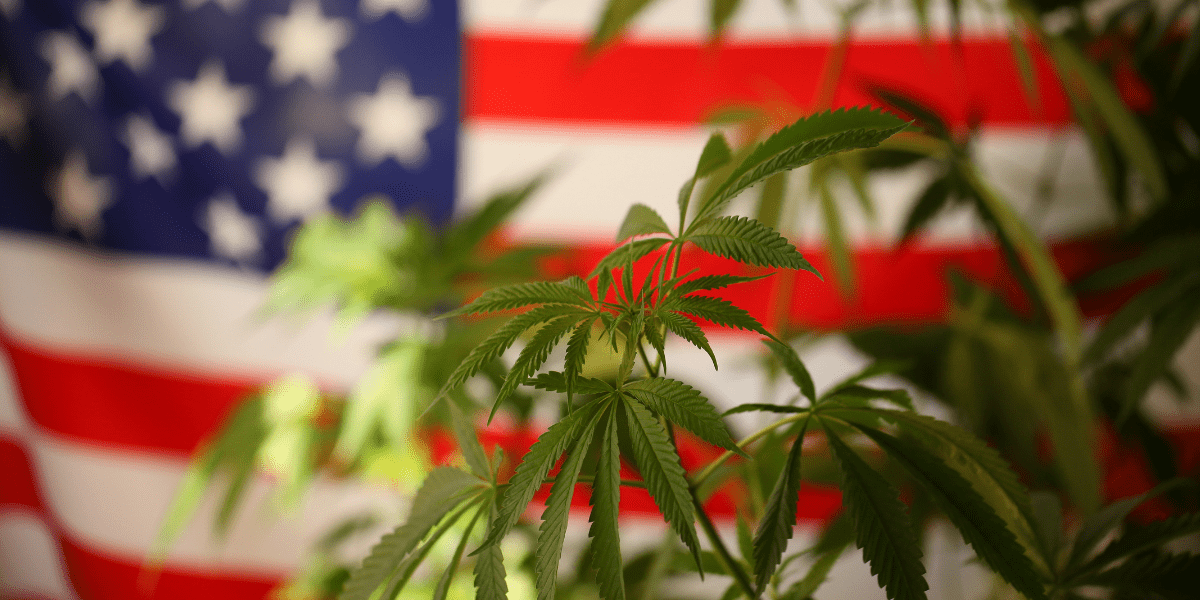 mmj and probation