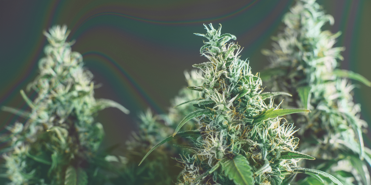 psychedelic strains