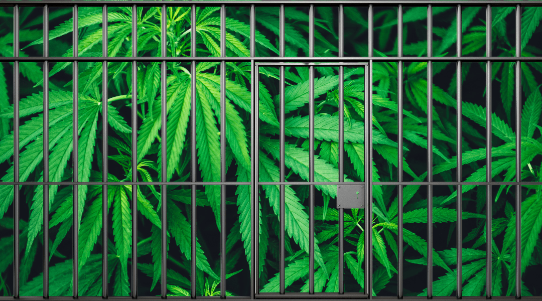 Exploring the Implications: HHS’s Plan to Move Cannabis to Schedule III