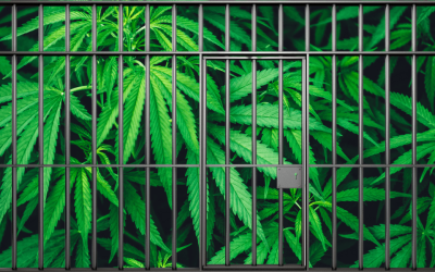 Exploring the Implications: HHS’s Plan to Move Cannabis to Schedule III