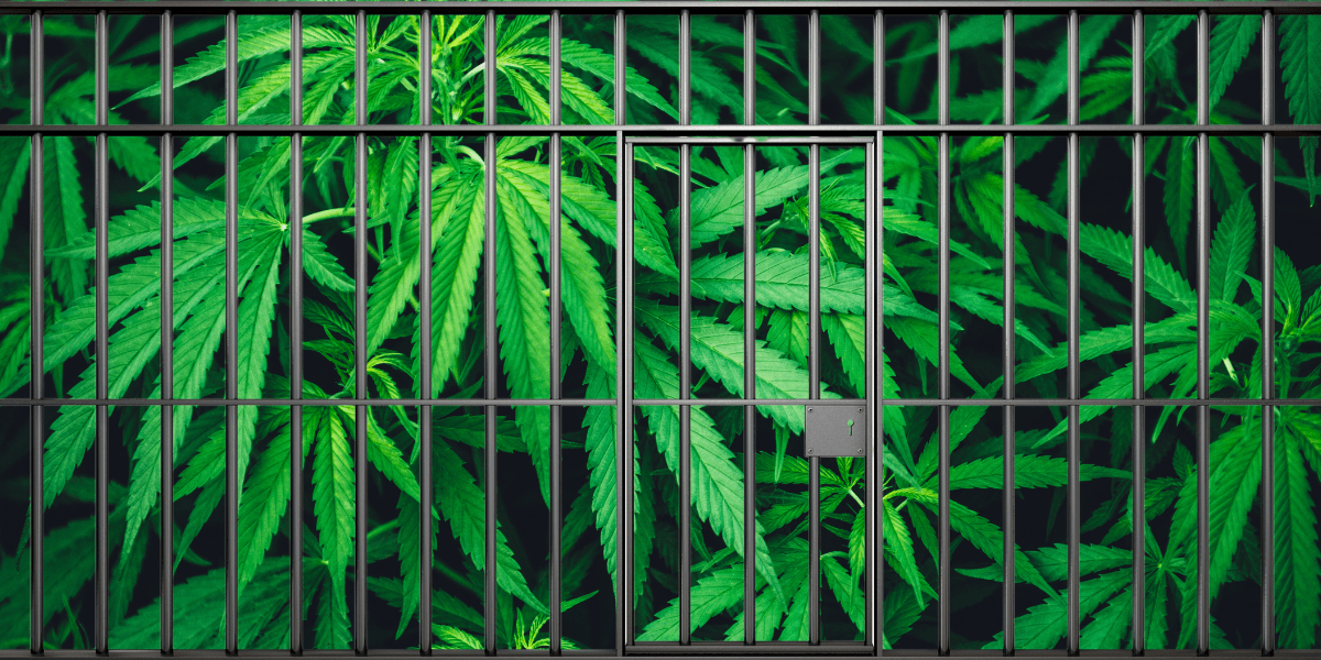Exploring the Implications: HHS’s Plan to Move Cannabis to Schedule III