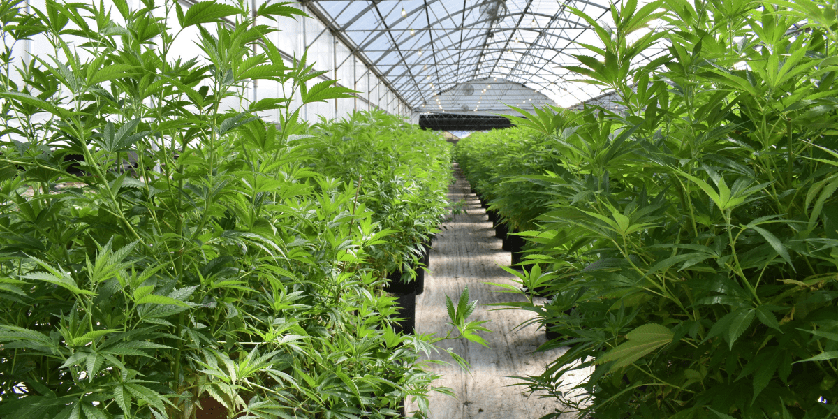 cannabis legal