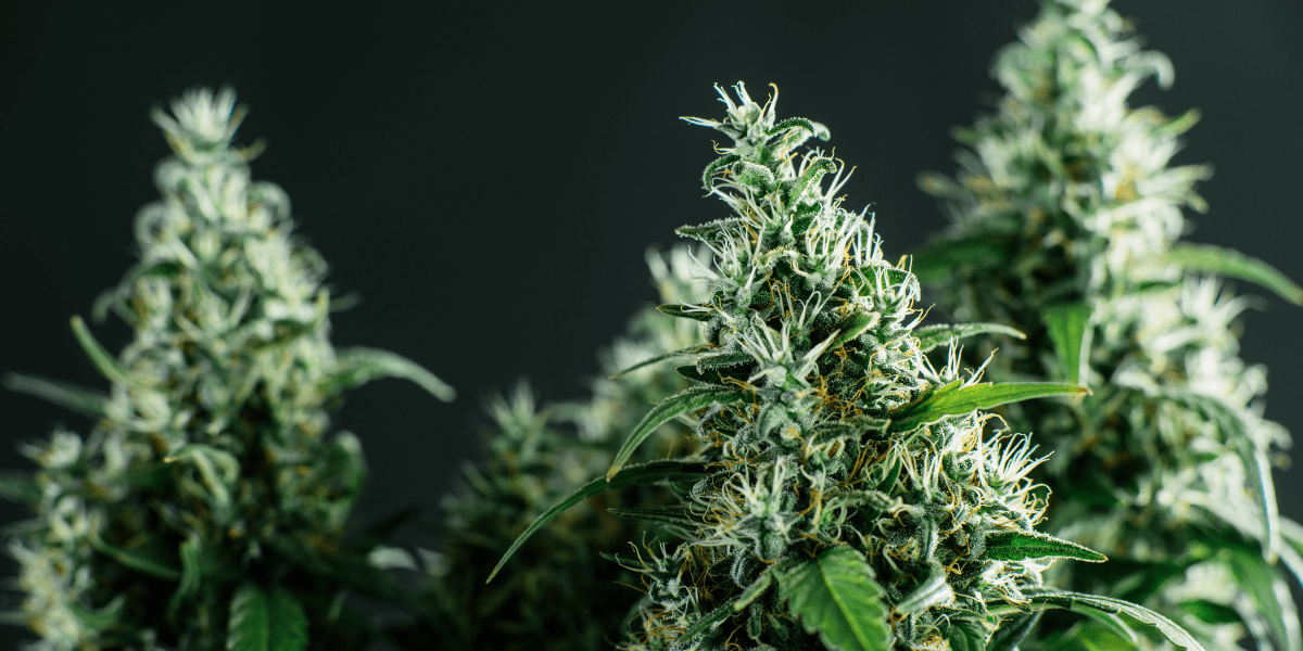 cannabis flowers