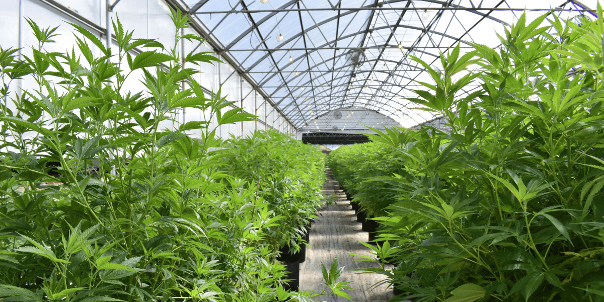 cannabis plants