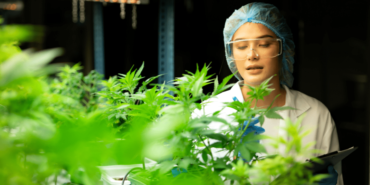 cannabis research