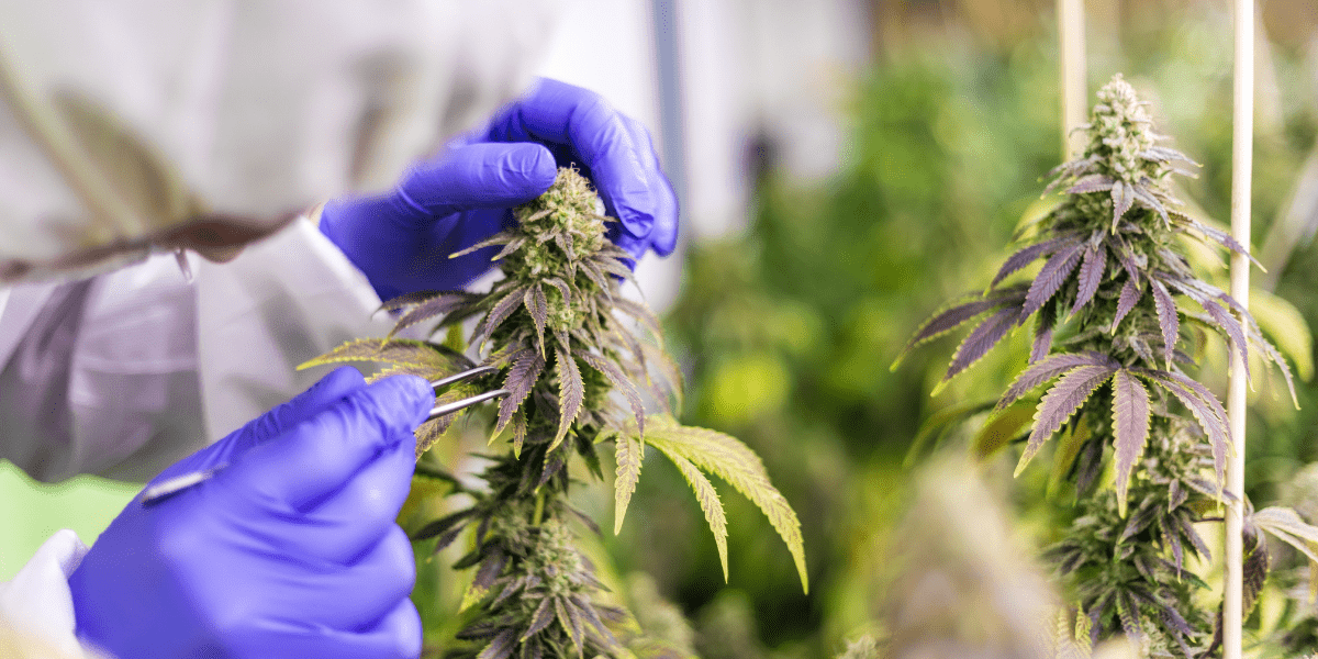 leading mmj