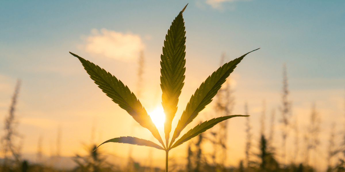 cannabis plant