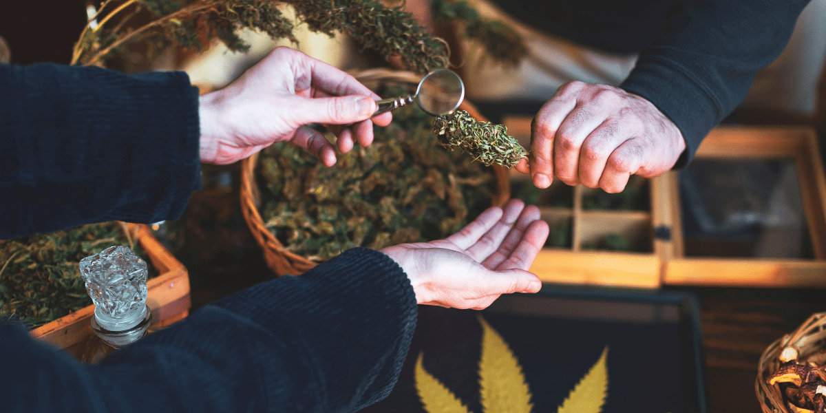 cannabis