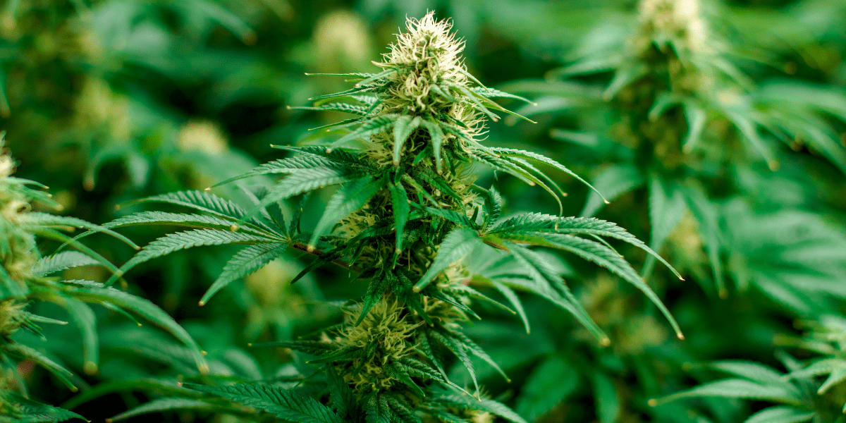 cannabis plant