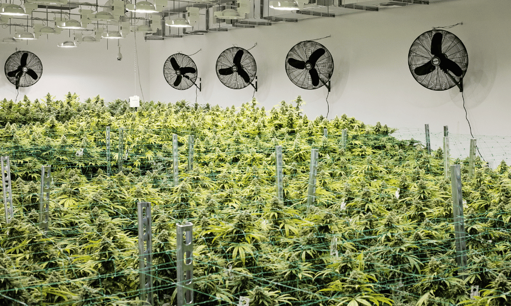 cannabis cultivation