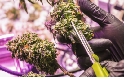 Where Do Dispensaries Get Their Products?