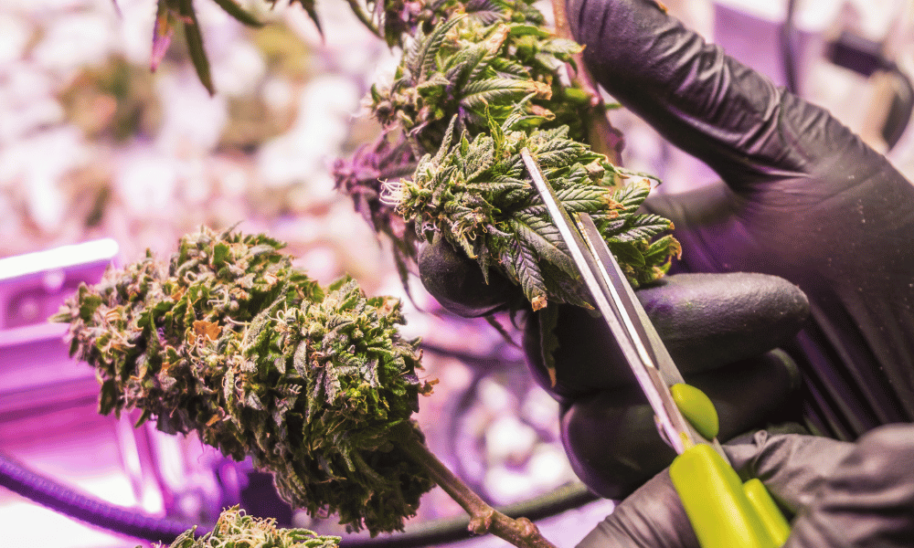 Where Do Dispensaries Get Their Products?
