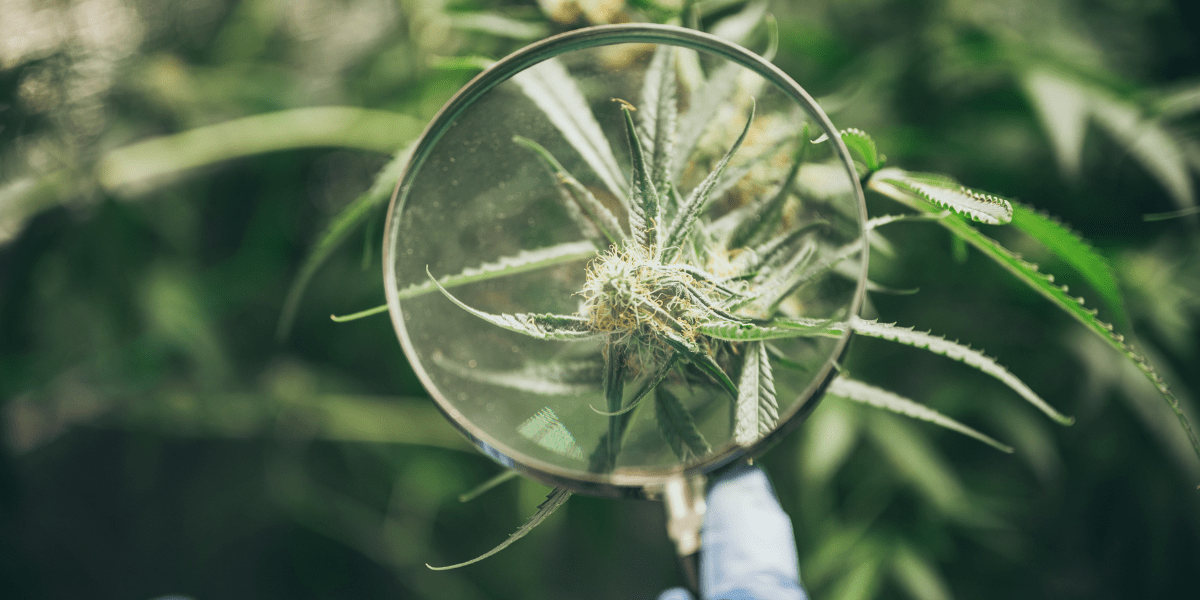 cannabinoids