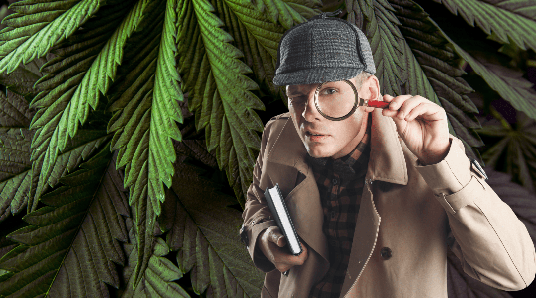 Demystifying the Varied Reactions to Cannabis Consumption