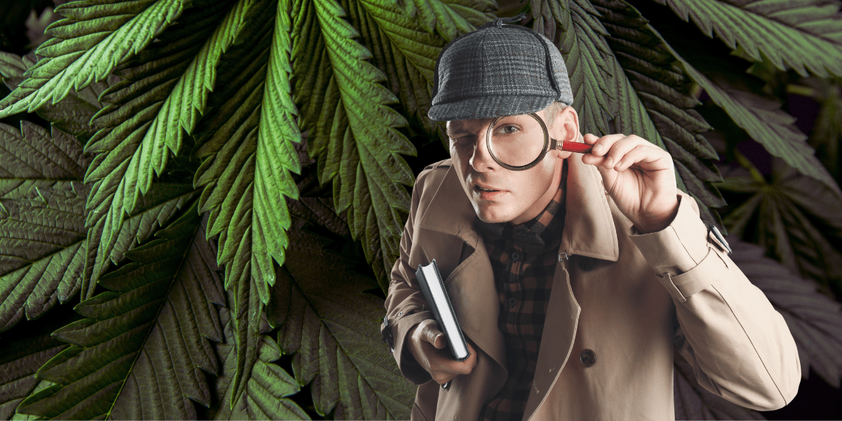 Demystifying the Varied Reactions to Cannabis Consumption