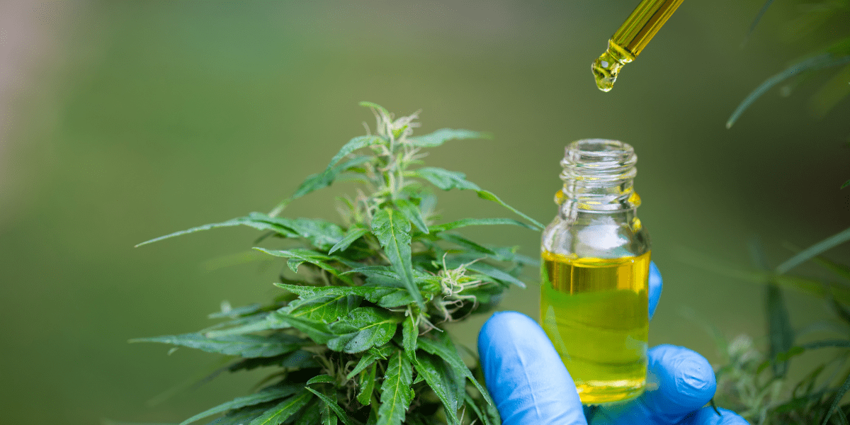 medical cannabis oil