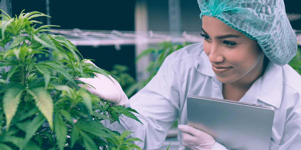 medical cannabis researc
