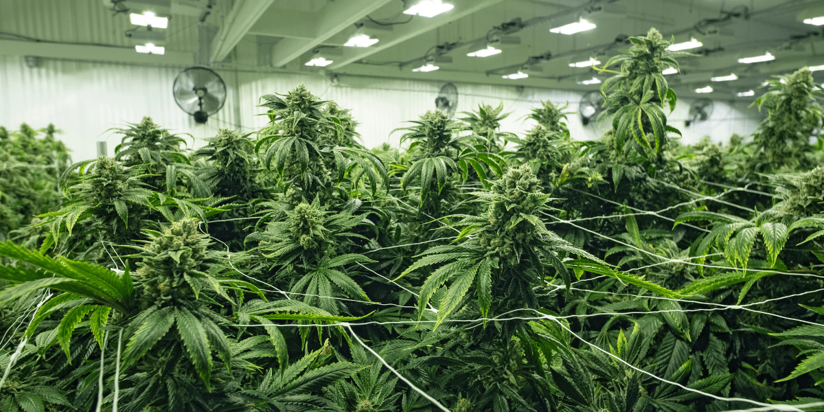 medical marijuana doctor near me