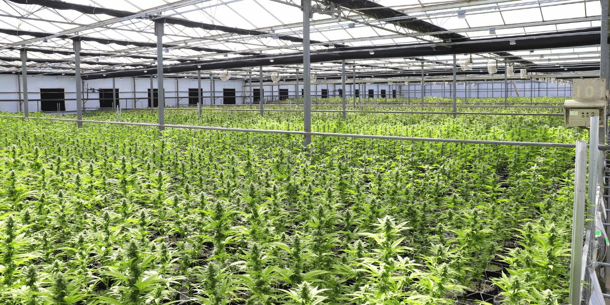 where do researchers get cannabis for clinical trials