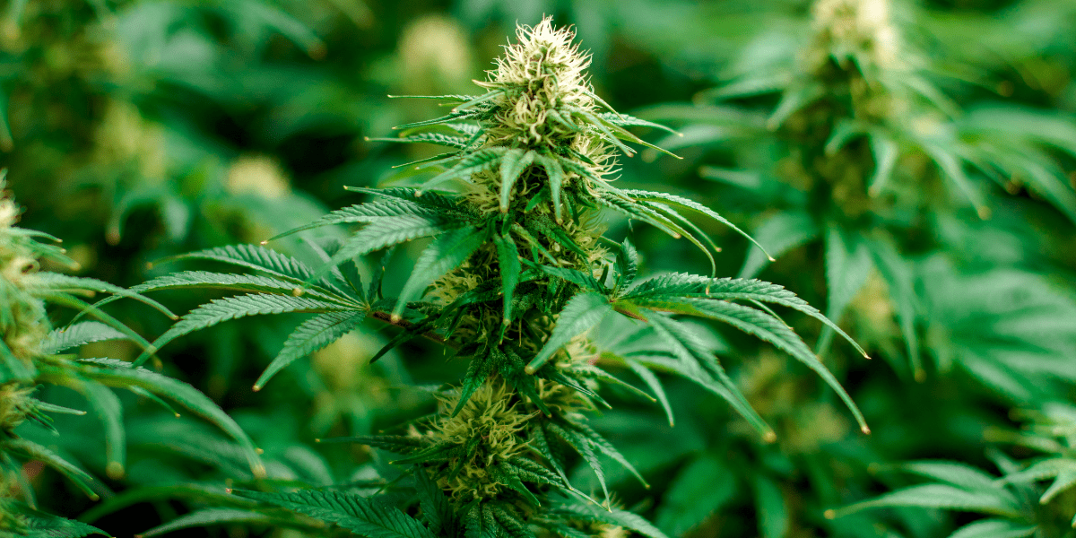 can marijuana help with blood sugar