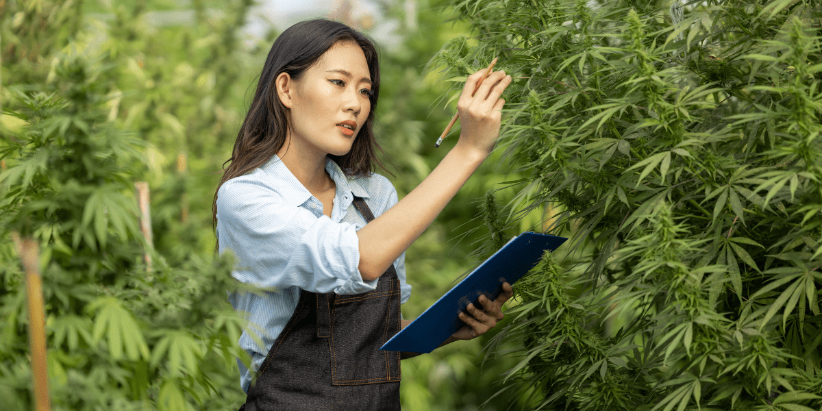 developing allergy to cannabis