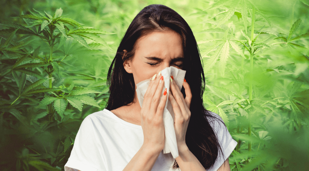 Can You Be Allergic to Marijuana? Signs And Symptoms