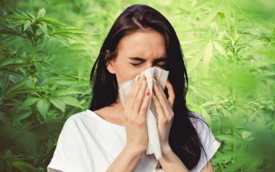 Can You Be Allergic to Marijuana? Signs And Symptoms