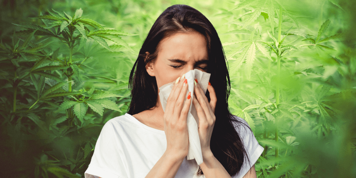 Can You Be Allergic to Marijuana? Signs And Symptoms