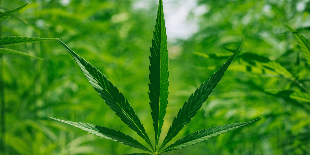 medical marijuana doctor