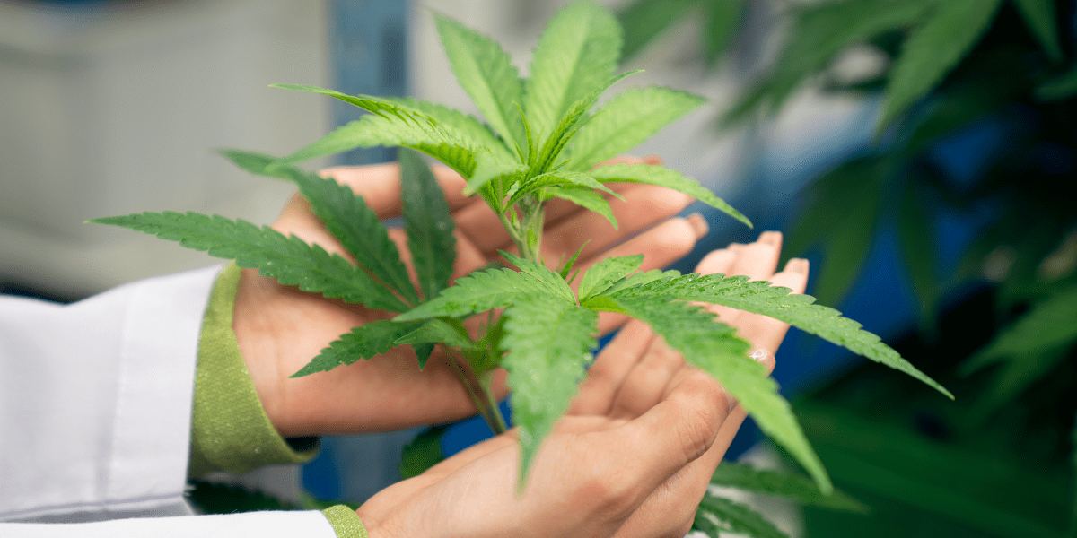 can my doctor prescribe medical cannabis