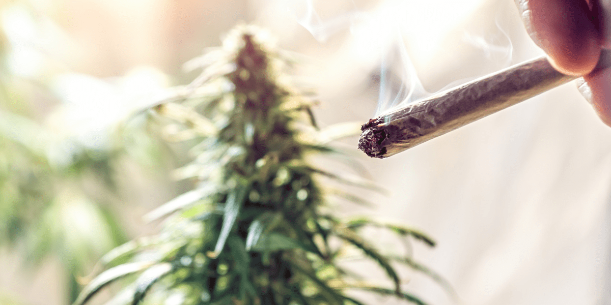 does marijuana ash color matter