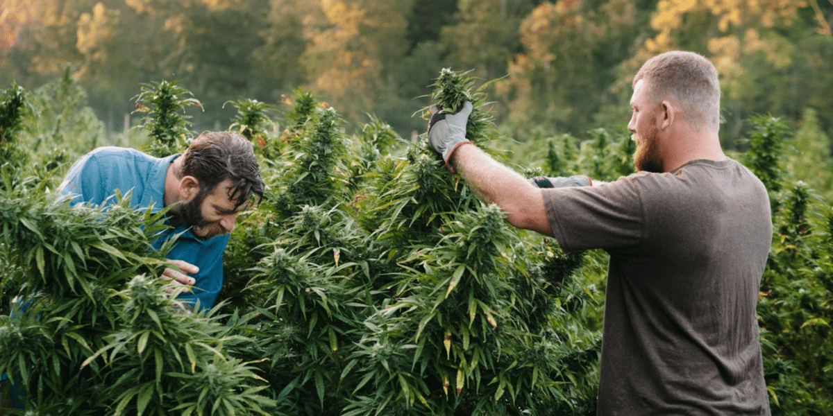 medical cannabis clinic near me