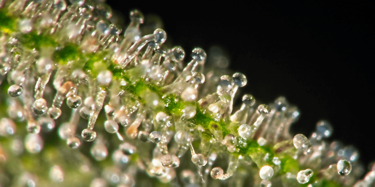 properties of trichomes