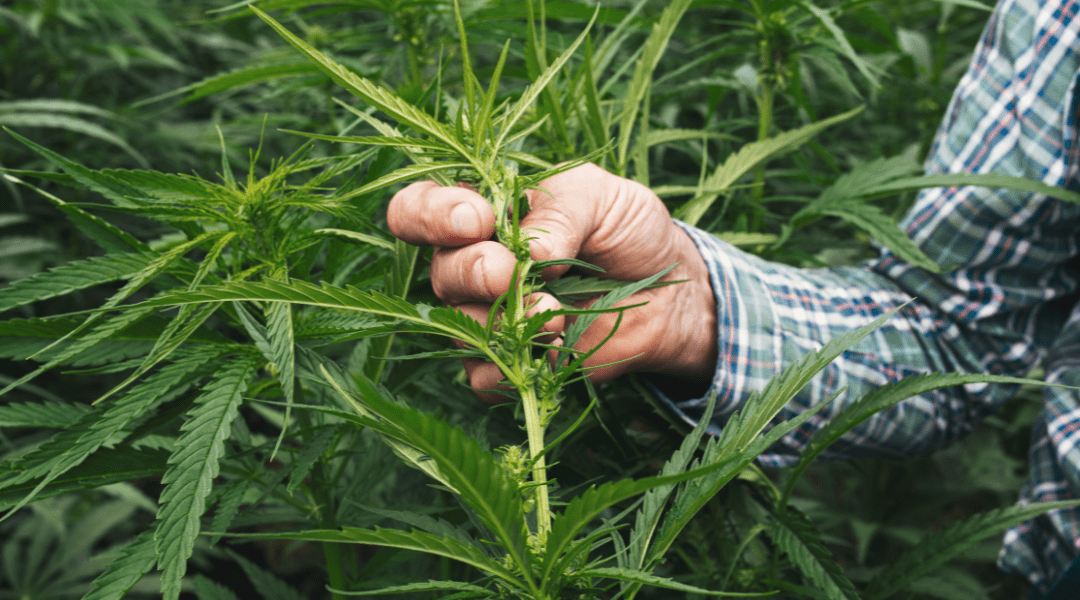 Future of Hemp-Derived Cannabinoids in Question: Farm Bill 2024 Update