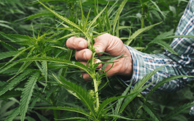 Future of Hemp-Derived Cannabinoids in Question: Farm Bill 2024 Update
