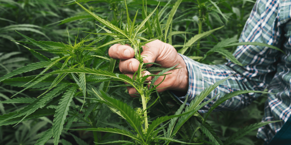 Future of Hemp-Derived Cannabinoids in Question: Farm Bill 2024 Update