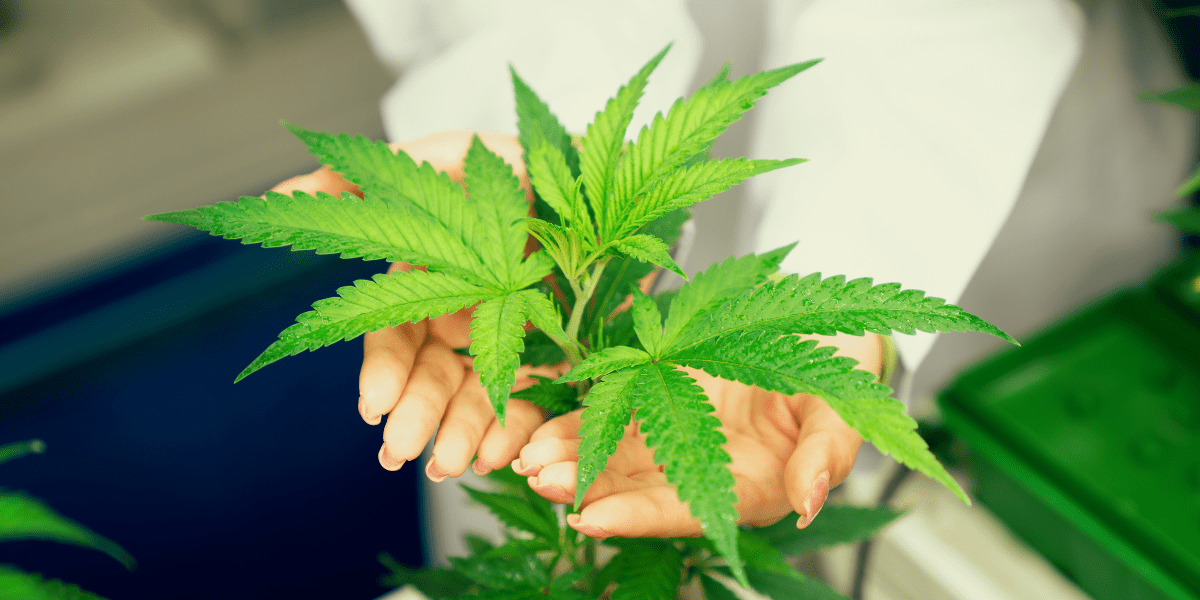 medical marijuana doctor near me