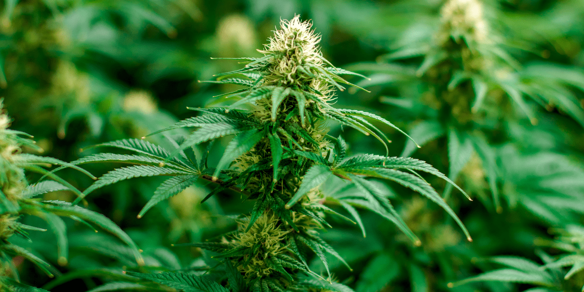 new weed laws pennsylvania