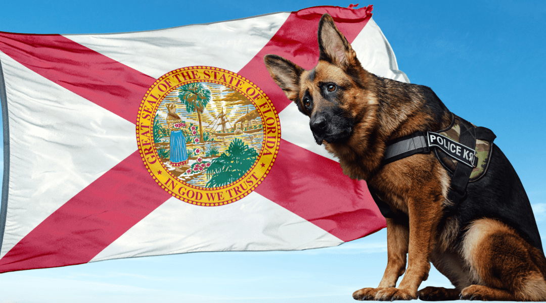 Florida’s Upcoming Vote: Possible Implications for Marijuana-Sniffing K-9s and Law Enforcement