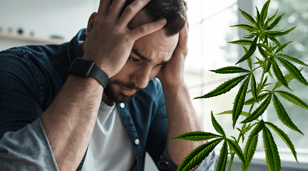 How Medical Marijuana Helps Manage Anxiety Disorders