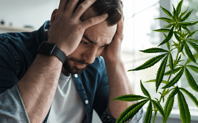 How Medical Marijuana Helps Manage Anxiety Disorders