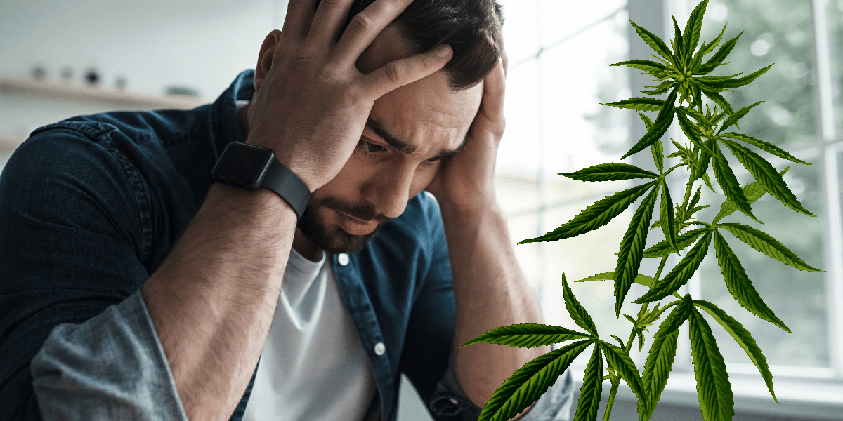 How Medical Marijuana Helps Manage Anxiety Disorders